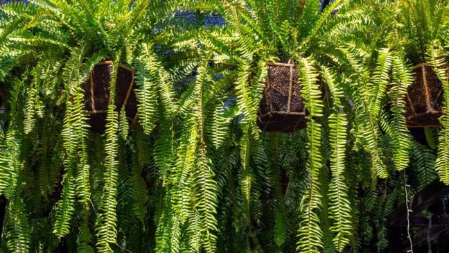 Essas plantas nunca terão as folhas queimadas se essas tarefas de 10 segundos forem realizadas