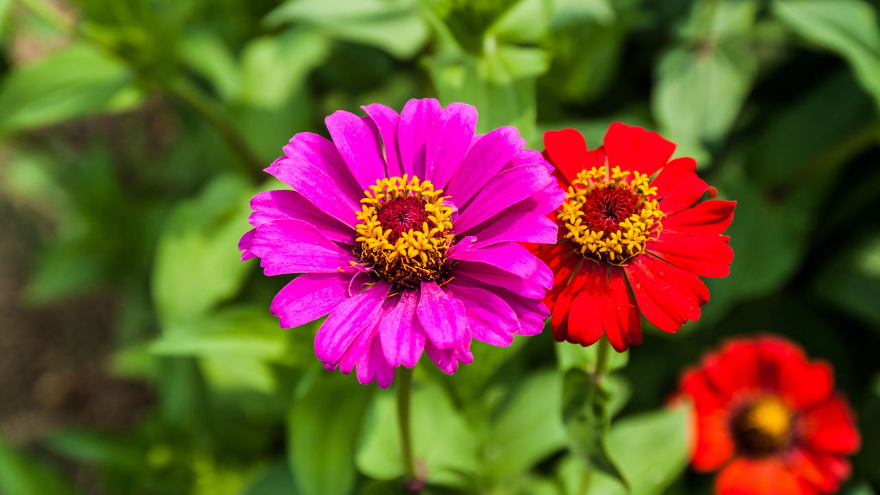 3 flores de primavera para criar um jardim vibrante