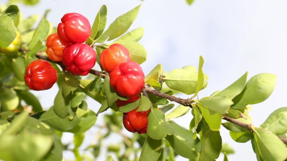 Como cultivar acerola em vaso e ter vitamina C fresca sempre à mão