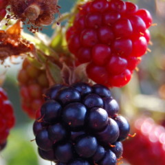 Ouro vermelho, a fruta rica em colágeno que protege pele e articulações