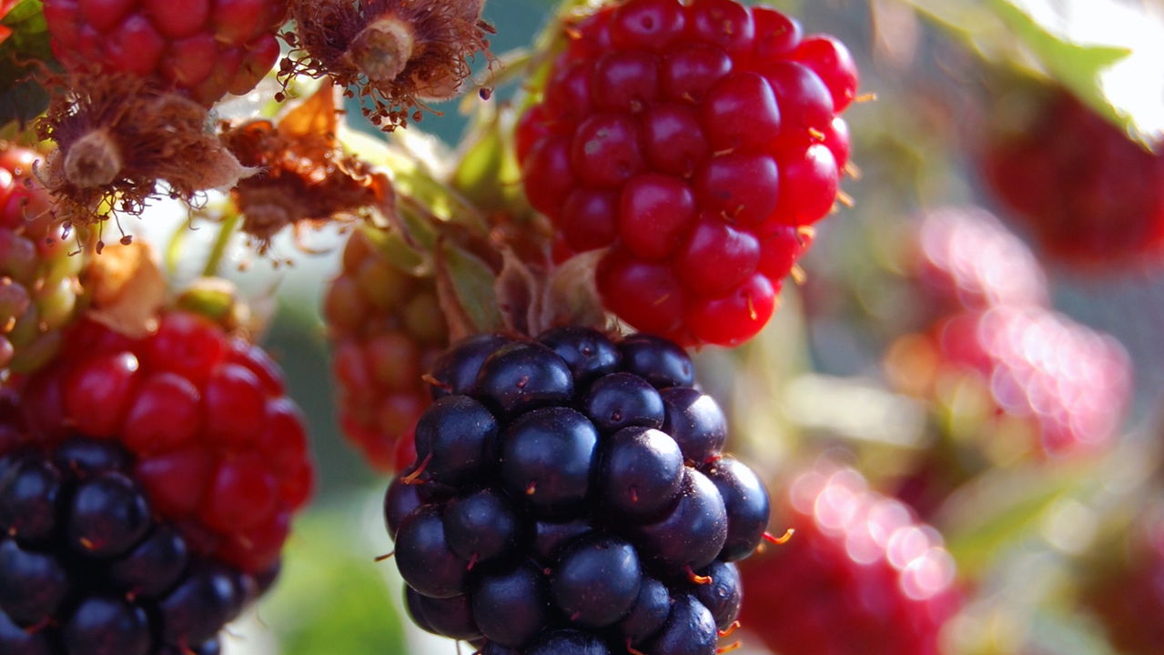 Ouro vermelho, a fruta rica em colágeno que protege pele e articulações