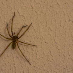 Os truques que ninguém conta para manter aranhas longe de casa