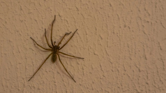 Os truques que ninguém conta para manter aranhas longe de casa