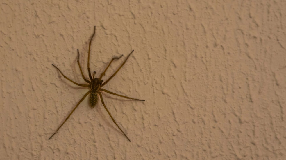 Os truques que ninguém conta para manter aranhas longe de casa