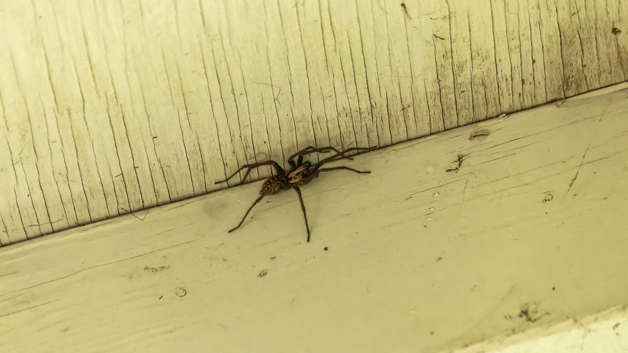 Os truques que ninguém conta para manter aranhas longe de casa