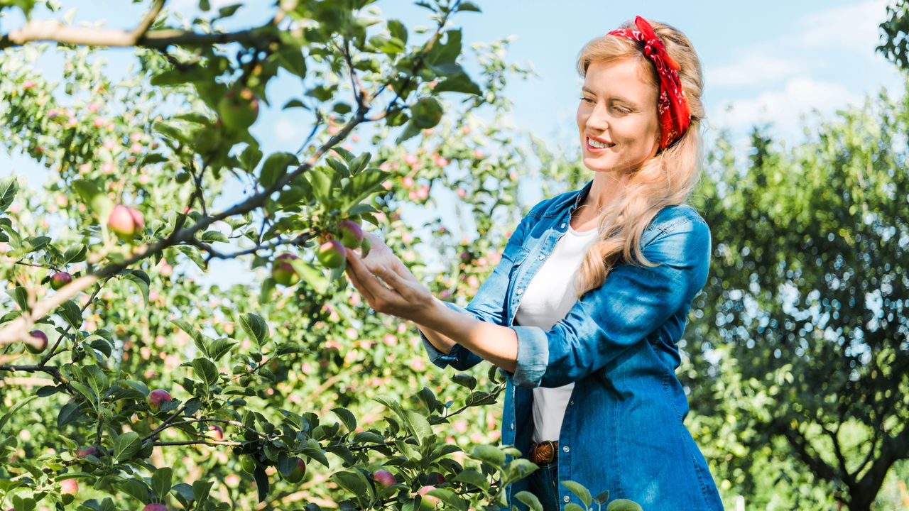 Saiba como ter um pomar com frutas frescas na sua própria casa