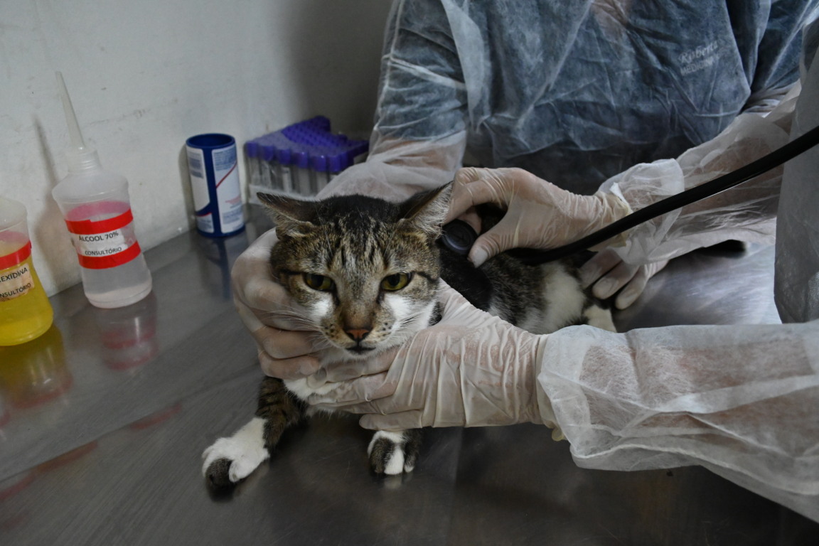 50 consultas veterinárias