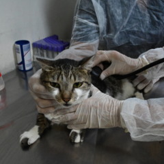 50 consultas veterinárias