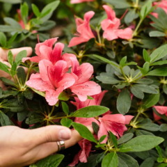 A relação entre Touro e Capricórnio desperta curiosidade quando o assunto é o vínculo com a natureza e o papel das azaleias nesse cenário