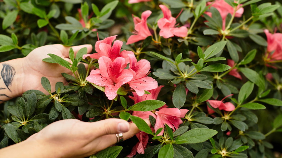 A relação entre Touro e Capricórnio desperta curiosidade quando o assunto é o vínculo com a natureza e o papel das azaleias nesse cenário