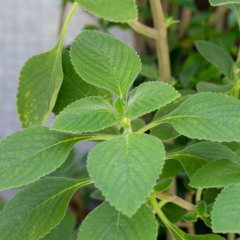 Saiba como cultivar boldo em casa e ter um remédio natural