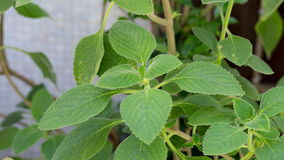 Saiba como cultivar boldo em casa e ter um remédio natural