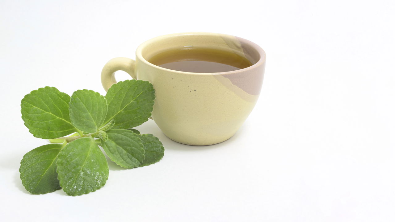Saiba como cultivar boldo em casa e ter um remédio natural