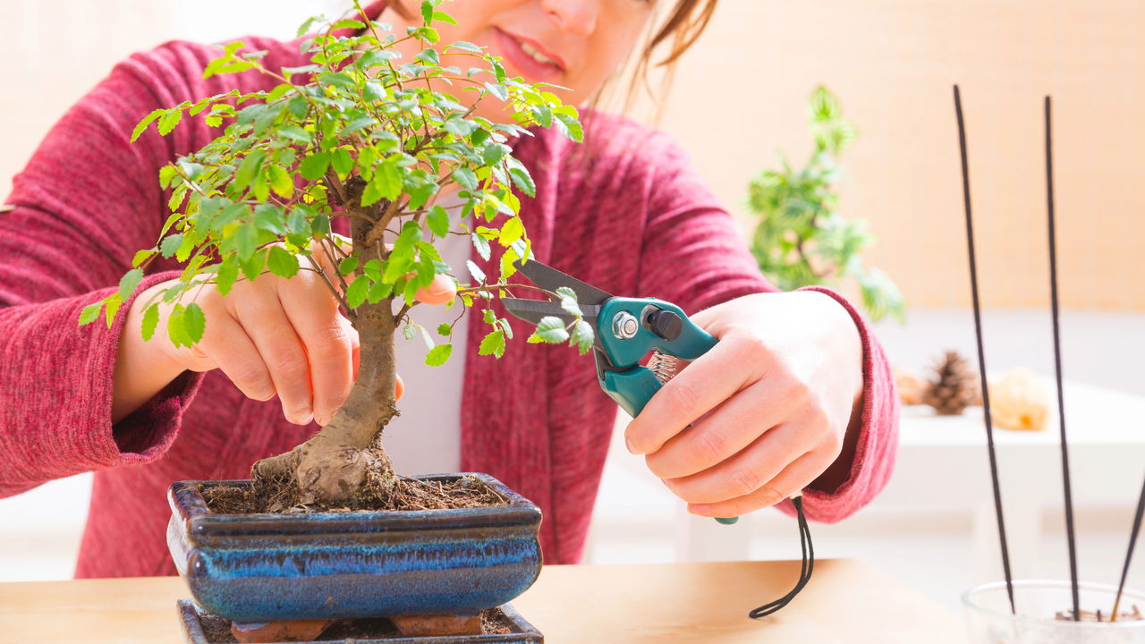 Signos se destacam cultivando bonsais