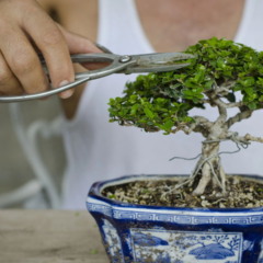 signos se destacam cultivando bonsais