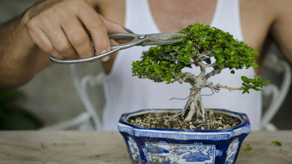 signos se destacam cultivando bonsais signos se destacam cultivando bonsais
