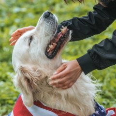 Como pets ajudam a melhorar sua saúde mental e emocional