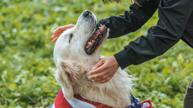 Como pets ajudam a melhorar sua saúde mental e emocional Como pets ajudam a melhorar sua saúde mental e emocional