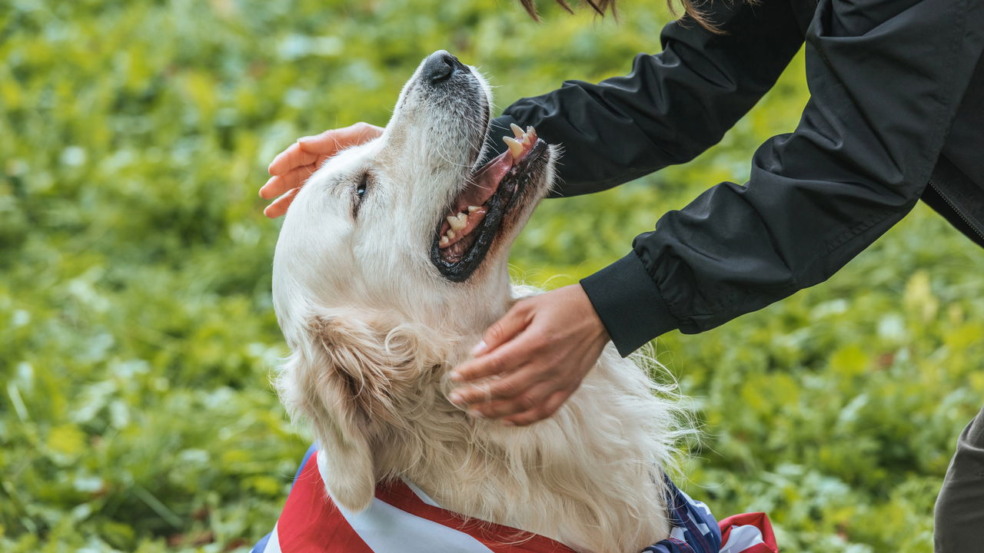 Como pets ajudam a melhorar sua saúde mental e emocional Como pets ajudam a melhorar sua saúde mental e emocional