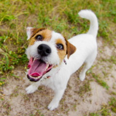 Quando um cachorro late olhando para o nada, muitos tutores ficam intrigados ou até preocupados com o comportamento