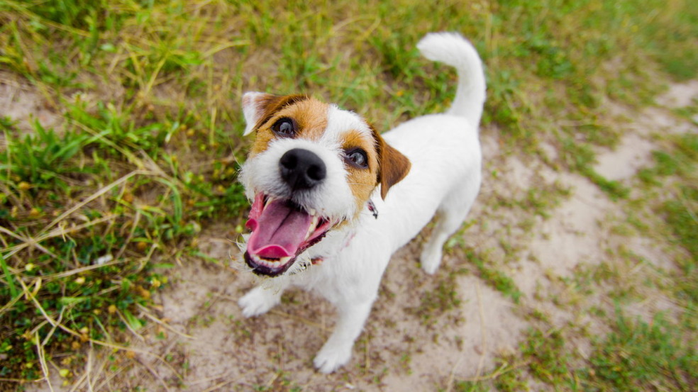 Quando um cachorro late olhando para o nada, muitos tutores ficam intrigados ou até preocupados com o comportamento