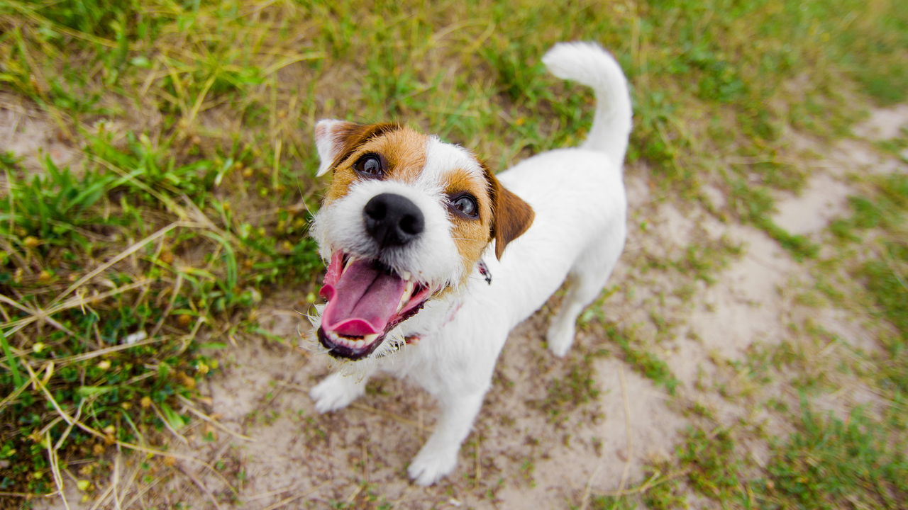 Quando um cachorro late olhando para o nada, muitos tutores ficam intrigados ou até preocupados com o comportamento