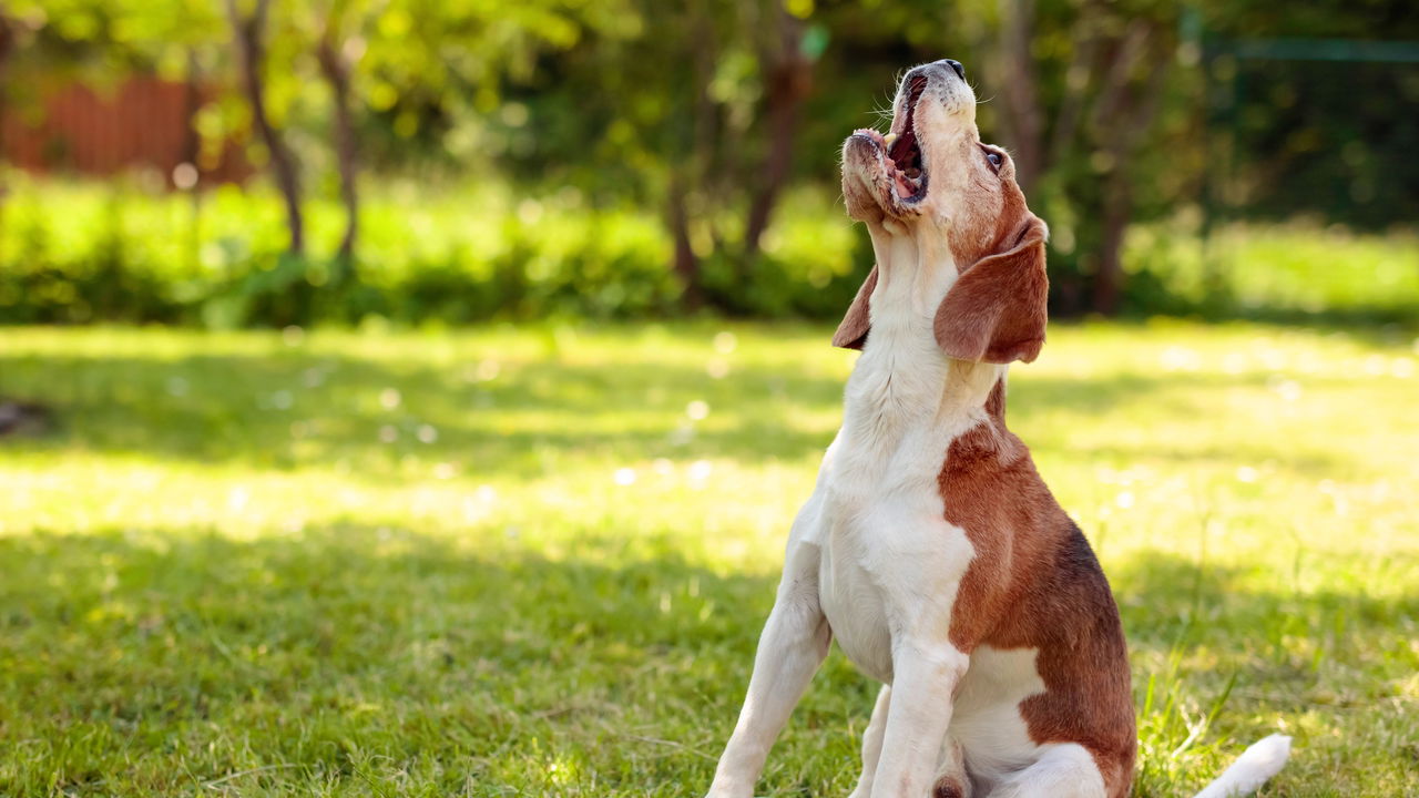 Quando um cachorro late olhando para o nada, muitos tutores ficam intrigados ou até preocupados com o comportamento