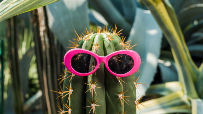 Escorpião, Sagitário e Gêmeos têm conquistado espaço entre os entusiastas por plantas, especialmente quando o tema envolve cactos