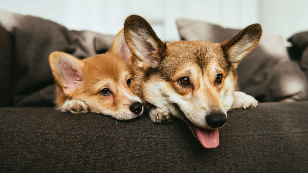 Estudos indicam que os cães são mais espertos do que pensávamos