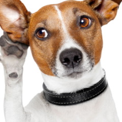 Estudos indicam que os cães são mais espertos do que pensávamos