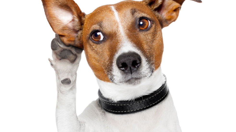 Estudos indicam que os cães são mais espertos do que pensávamos
