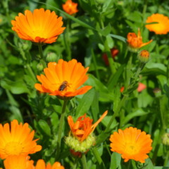 Esta flor, plantada em setembro, previne naturalmente ervas daninhas