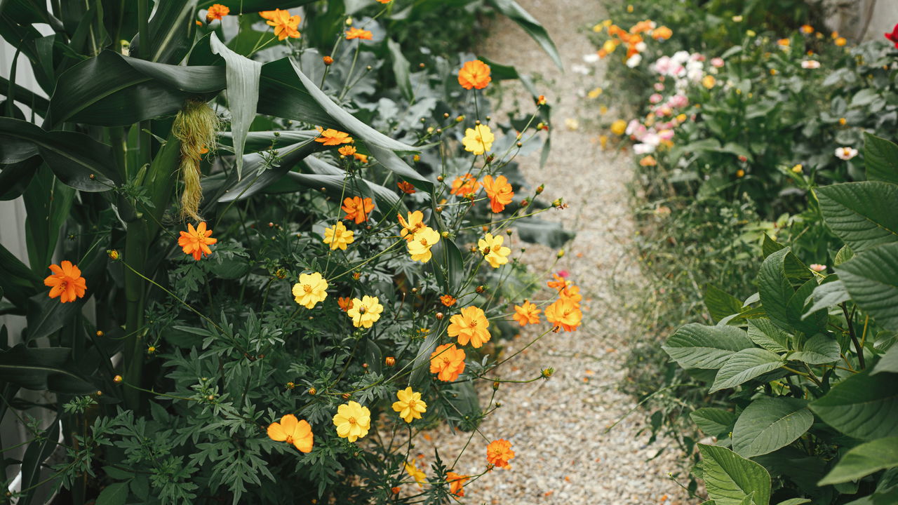 Astrologia no jardim revela como signos influenciam no cultivo
