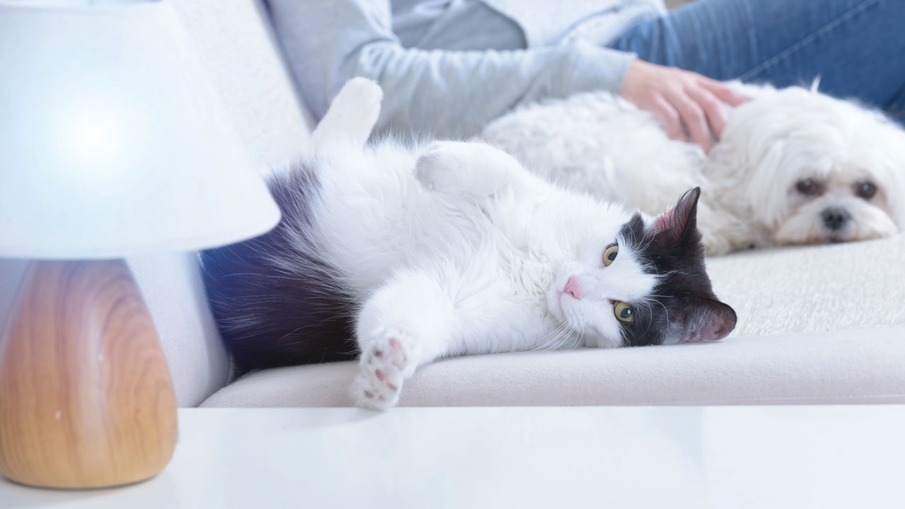 Com truques simples você terá pets felizes e uma casa sempre organizada