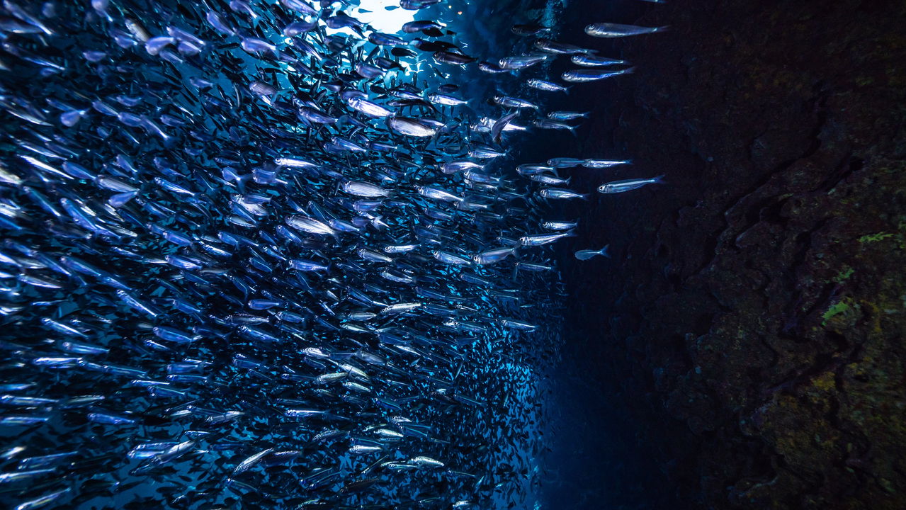 Oceanógrafos encontram a caverna subaquática mais profunda do mundo no México