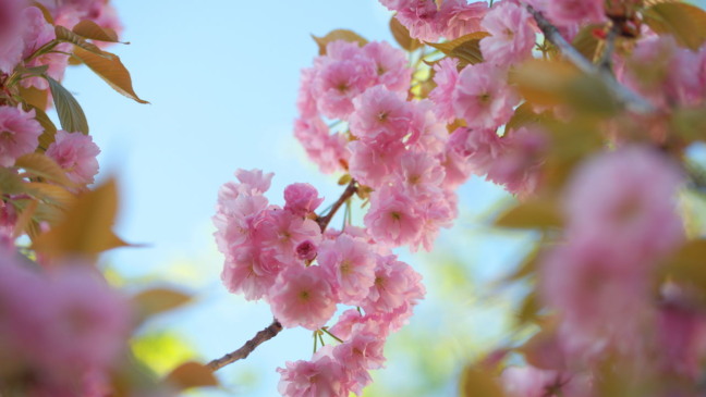 Essa árvore é um verdadeiro espetáculo quando floresce Essa árvore é um verdadeiro espetáculo quando floresce