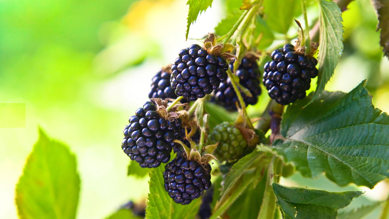 Ouro vermelho, a fruta rica em colágeno que protege pele e articulações