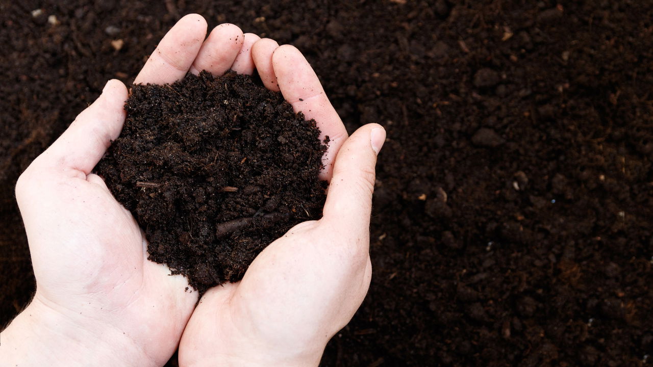 Astrologia no jardim revela como signos influenciam no cultivo