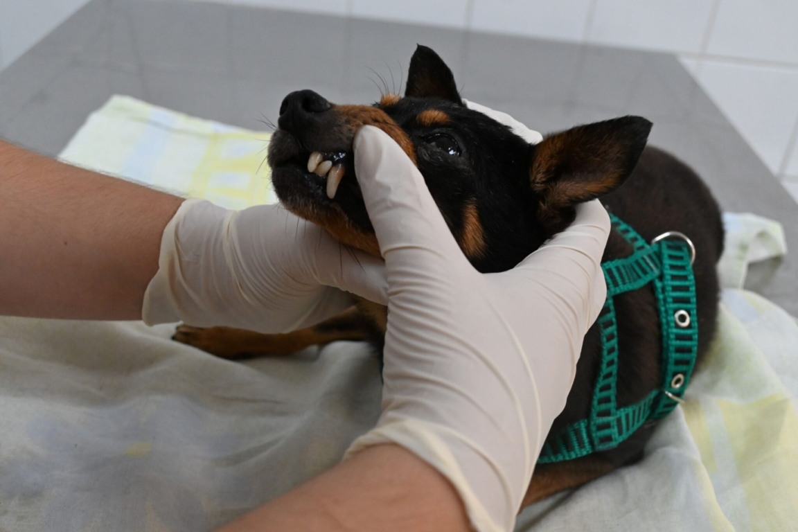 50 consultas veterinárias
