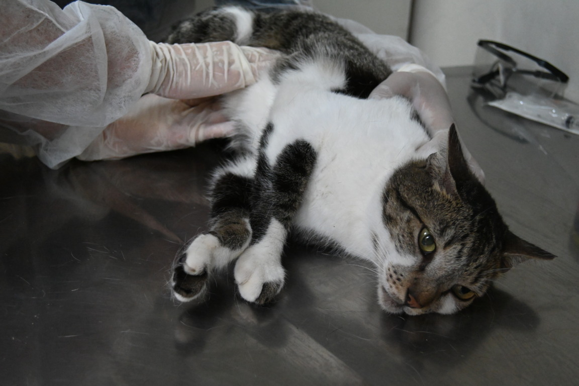 50 consultas veterinárias