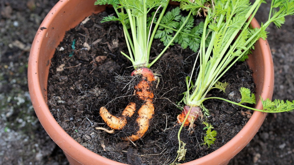 Peixes e Libra apresentam uma afinidade notável quando investem juntos no cultivo de hortaliças frescas.