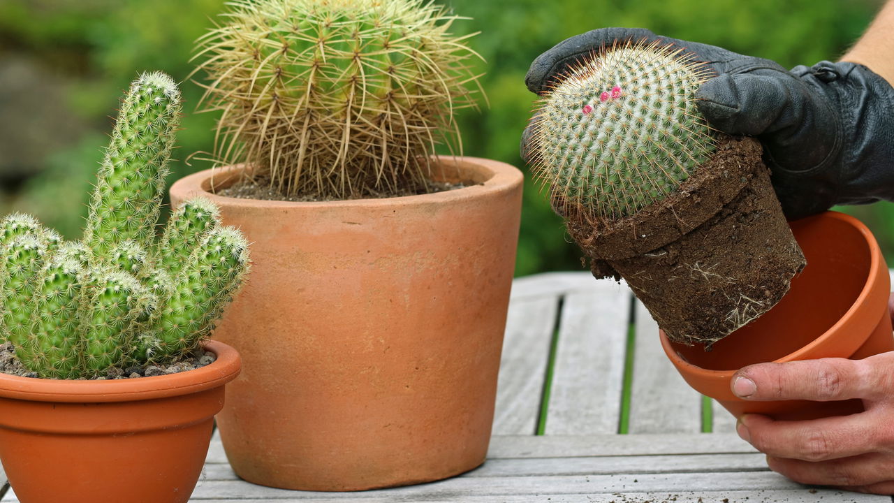 Escorpião, Sagitário e Gêmeos têm conquistado espaço entre os entusiastas por plantas, especialmente quando o tema envolve cactos