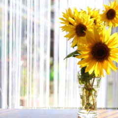 Aquário e Sagitário florescem ao cultivar girassóis por conta de suas características complementares, criatividade e sintonia com atividades ao ar livre