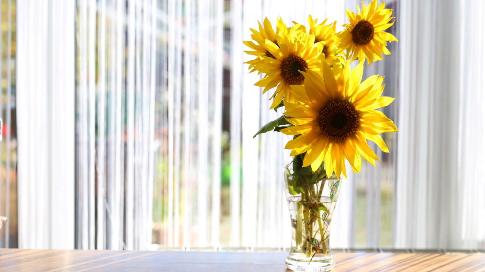 Aquário e Sagitário florescem ao cultivar girassóis por conta de suas características complementares, criatividade e sintonia com atividades ao ar livre Aquário e Sagitário florescem ao cultivar girassóis por conta de suas características complementares, criatividade e sintonia com atividades ao ar livre
