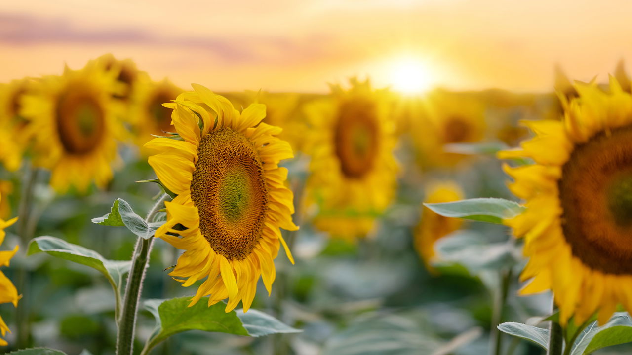 Aquário e Sagitário florescem ao cultivar girassóis por conta de suas características complementares, criatividade e sintonia com atividades ao ar livre