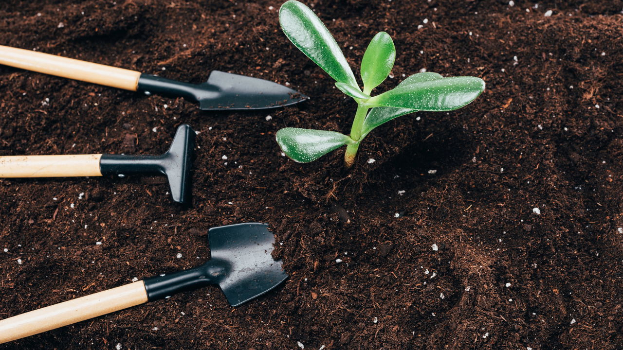 Esses 3 signos se associam a 3 plantas que podem mudar o seu jardim