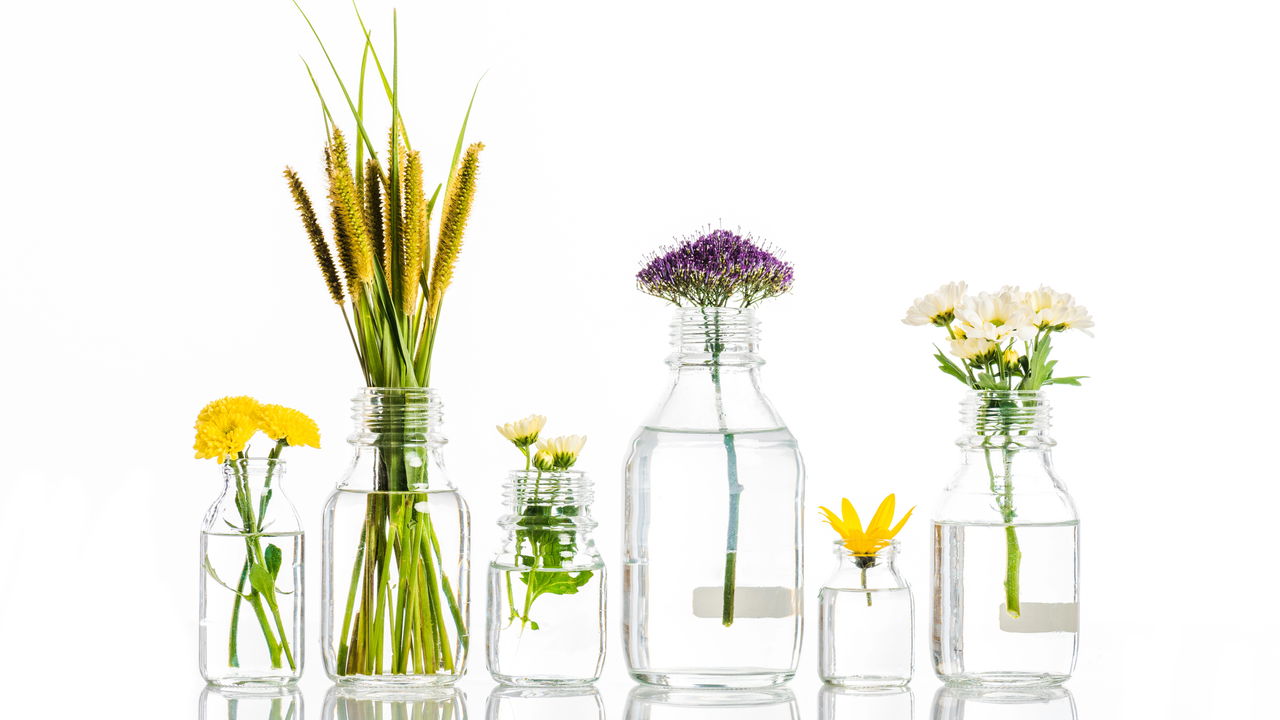 No universo da astrologia, esses 2 signos se conectam com ervas aromáticas de maneiras únicas, revelando afinidade natural com elementos botânicos e práticas de bem-estar