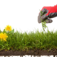 Como remover ervas daninhas do seu jardim facilmente com água e sal
