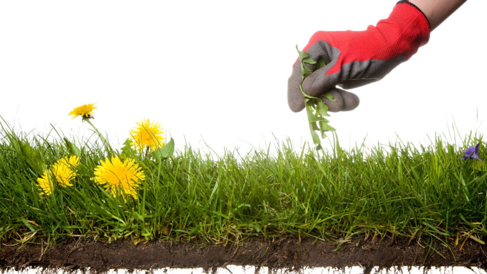 Como remover ervas daninhas do seu jardim facilmente com água e sal