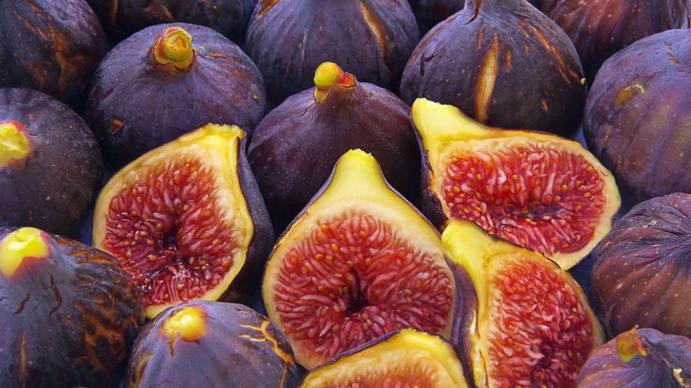 Figos podem causar queimaduras de segundo grau Figos podem causar queimaduras de segundo grau